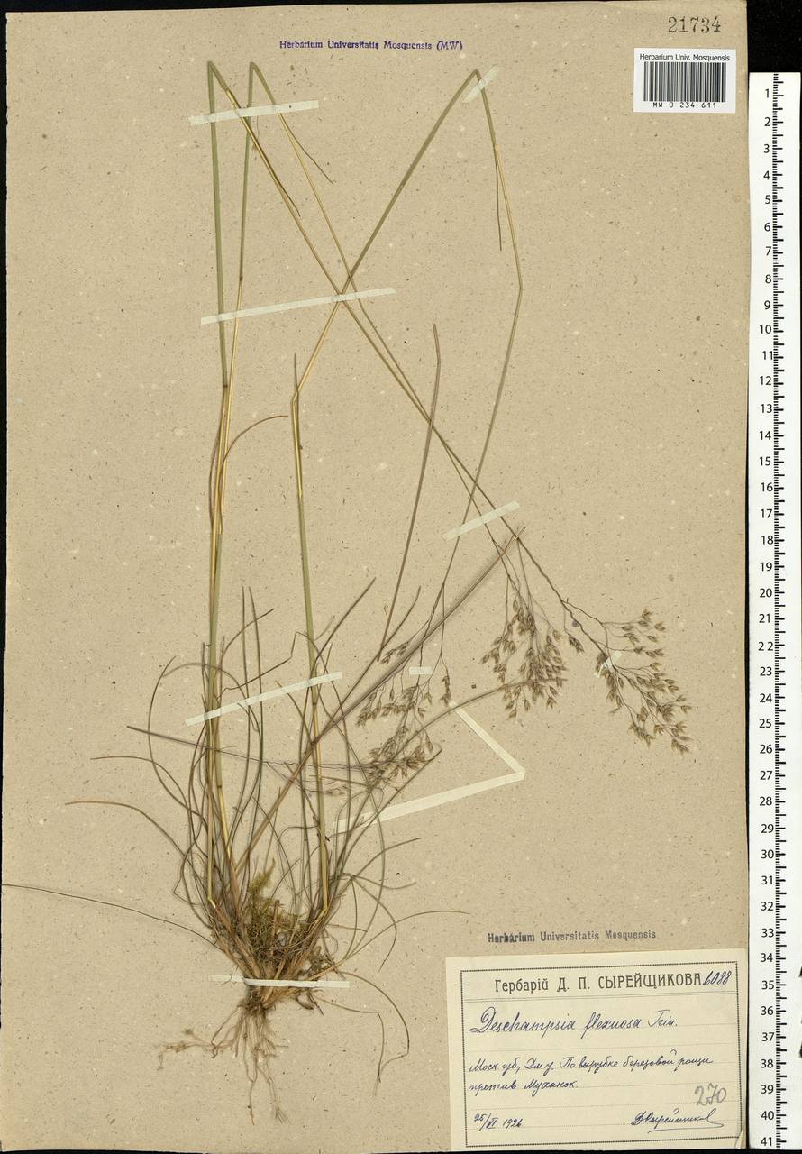 Avenella flexuosa (L.) Drejer, Eastern Europe, Moscow region (E4a) (Russia)