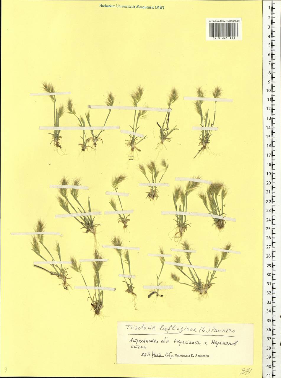 Trisetaria loeflingiana (L.) Paunero, Eastern Europe, Lower Volga region (E9) (Russia)