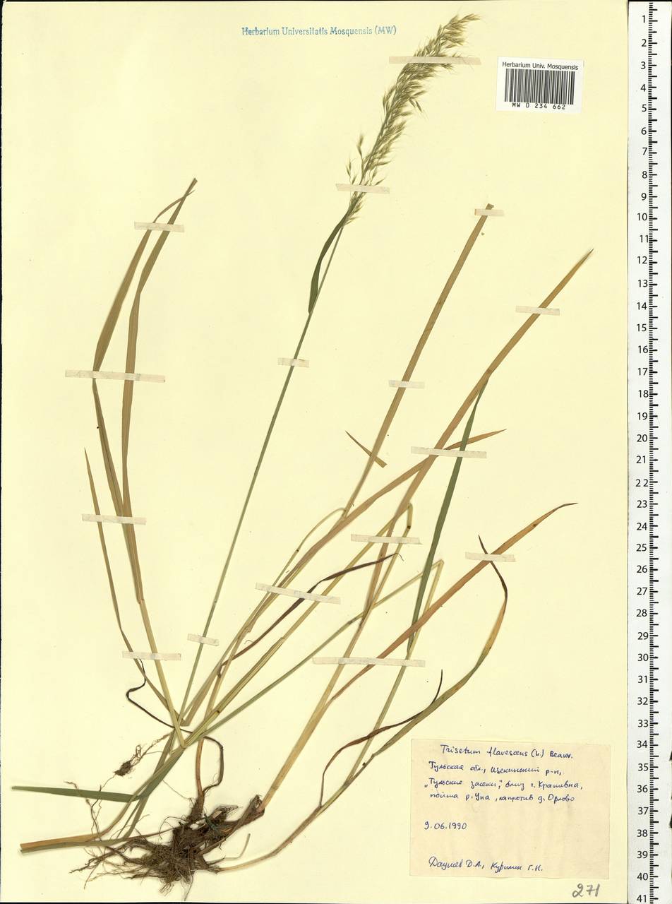 Trisetum flavescens (L.) P.Beauv., Eastern Europe, Central region (E4) (Russia)