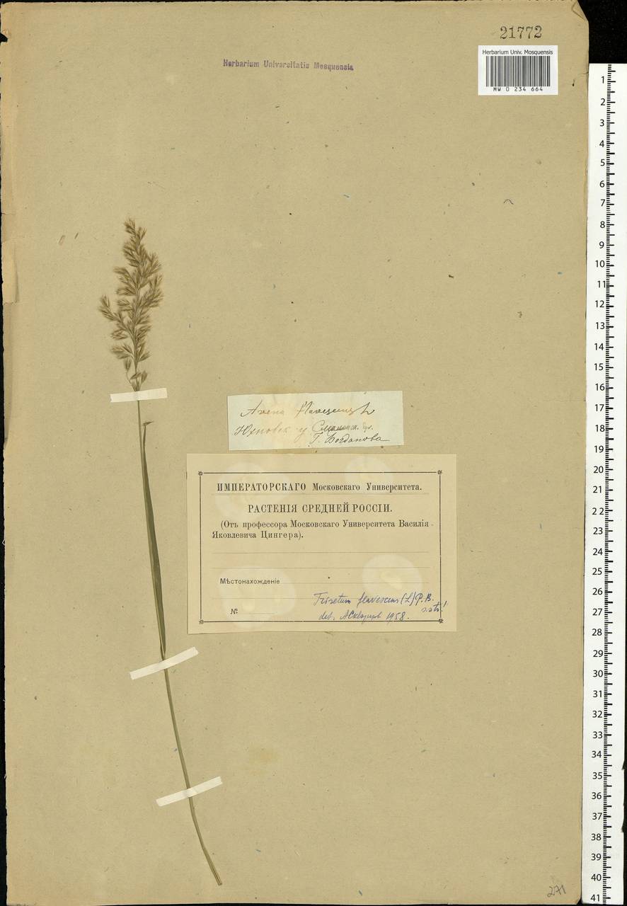 Trisetum flavescens (L.) P.Beauv., Eastern Europe, Central region (E4) (Russia)