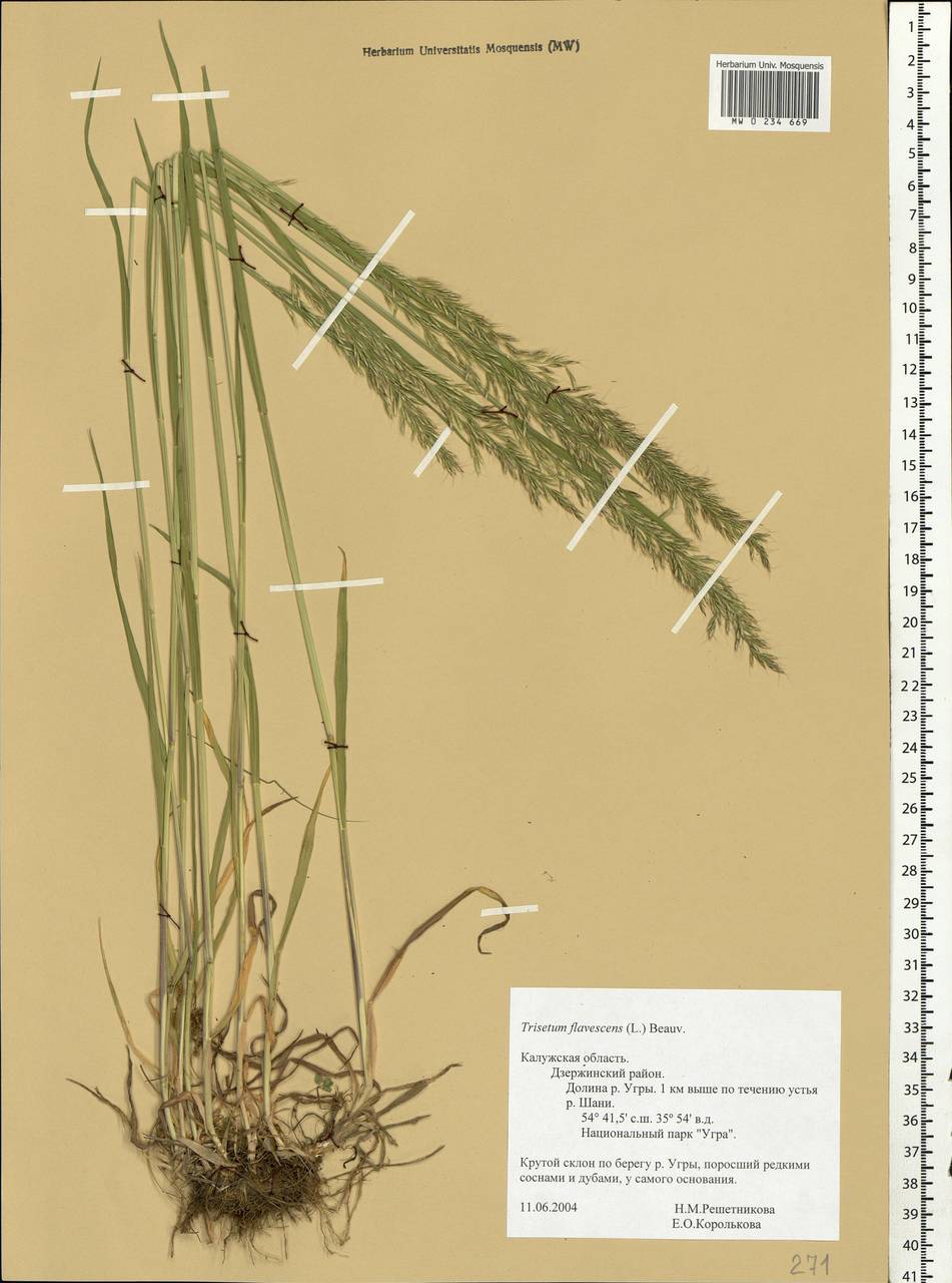 Trisetum flavescens (L.) P.Beauv., Eastern Europe, Central region (E4) (Russia)