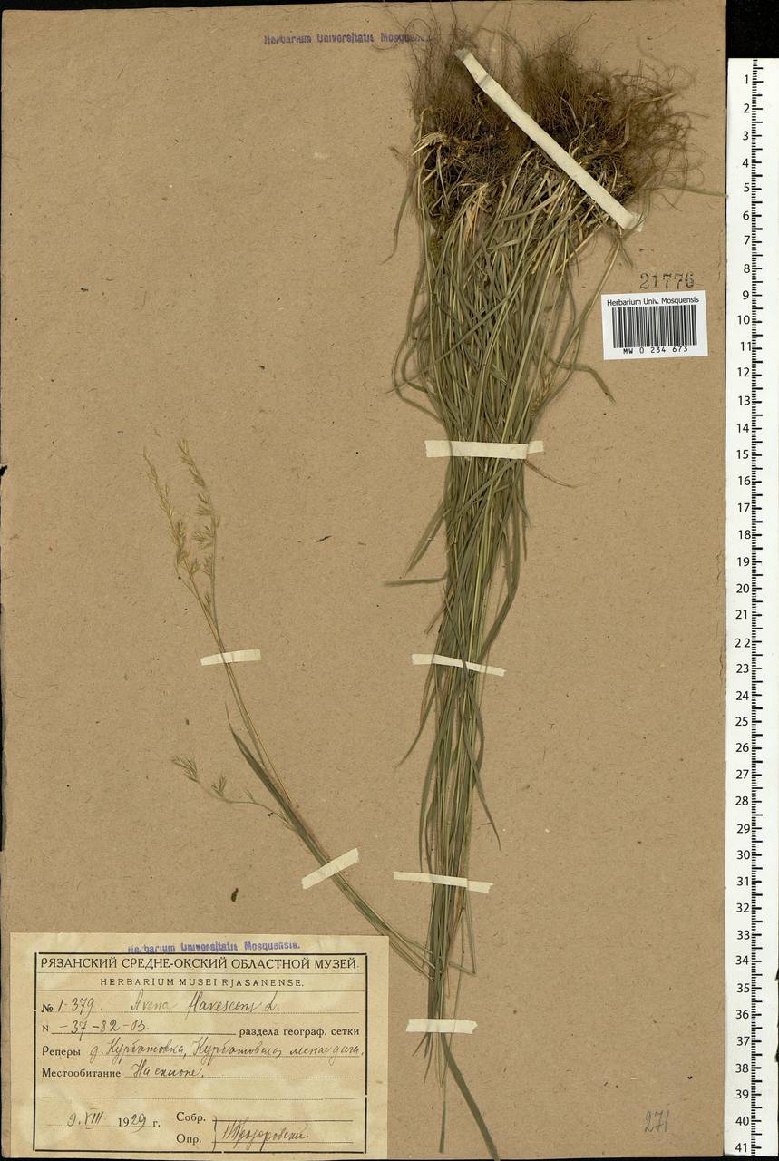 Trisetum flavescens (L.) P.Beauv., Eastern Europe, Central region (E4) (Russia)