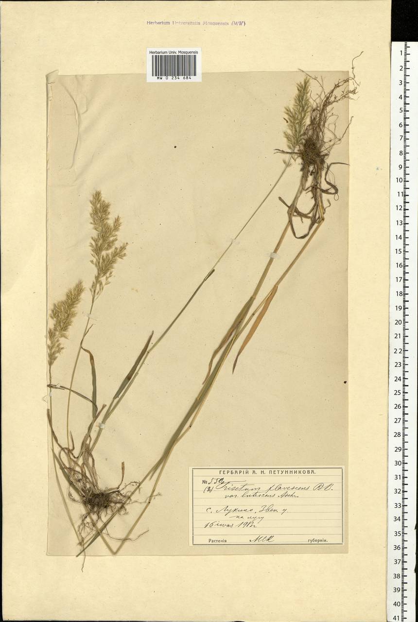 Trisetum flavescens (L.) P.Beauv., Eastern Europe, Moscow region (E4a) (Russia)