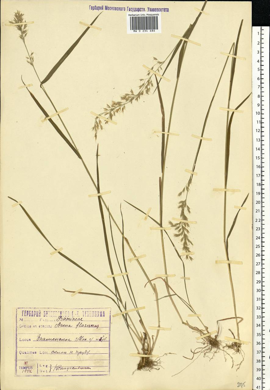 Trisetum flavescens (L.) P.Beauv., Eastern Europe, Moscow region (E4a) (Russia)