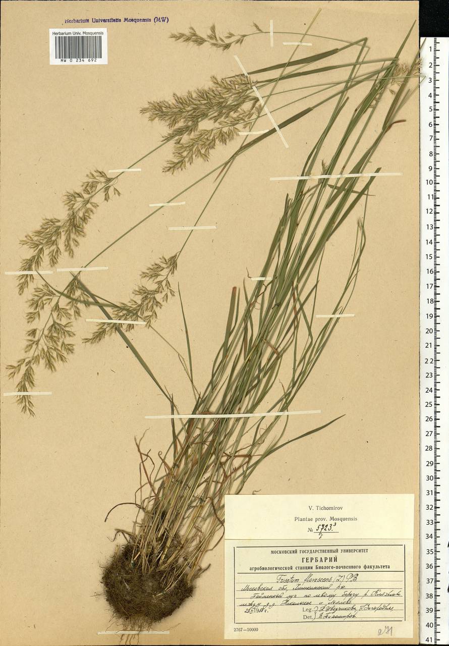 Trisetum flavescens (L.) P.Beauv., Eastern Europe, Moscow region (E4a) (Russia)