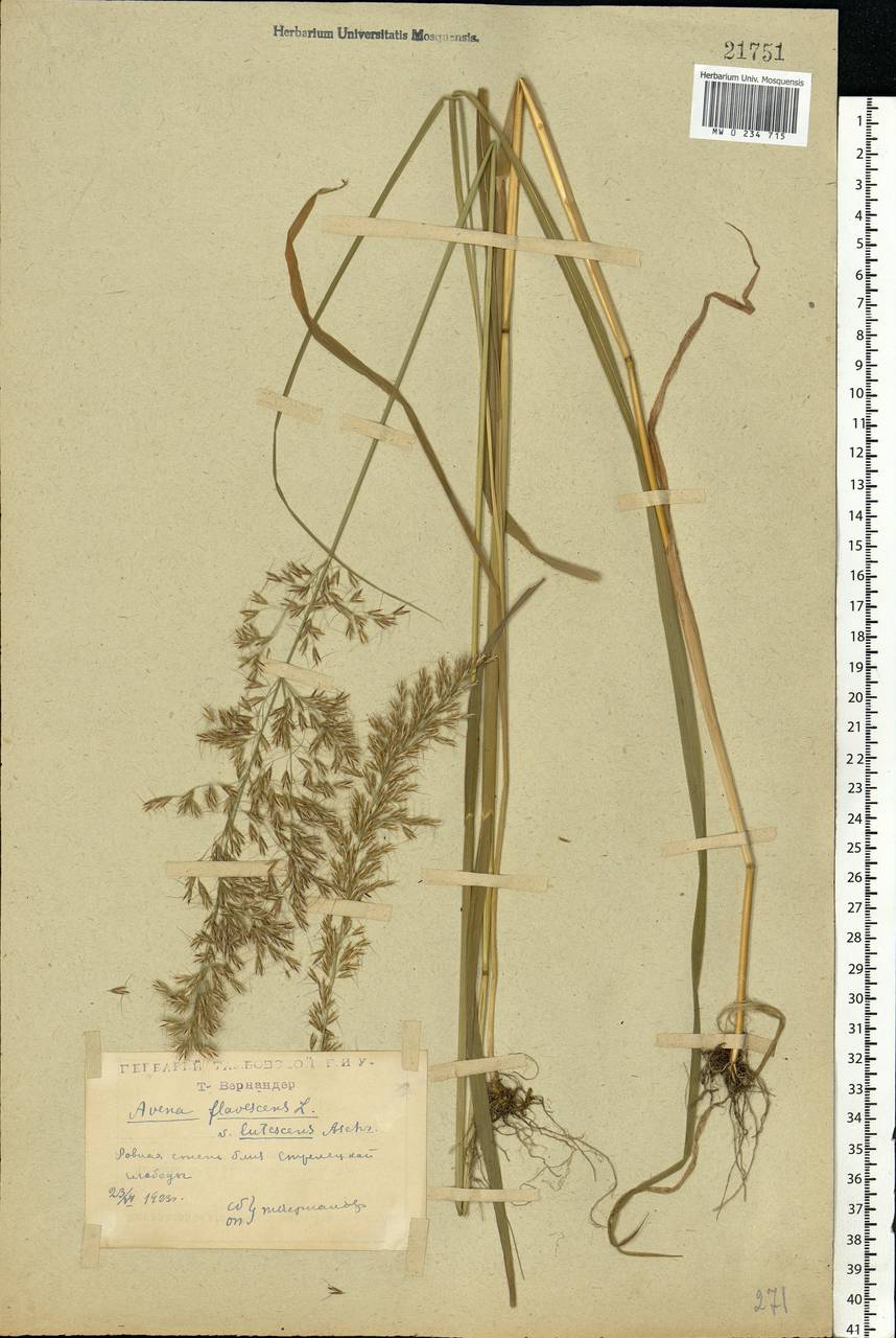 Trisetum flavescens (L.) P.Beauv., Eastern Europe, Central forest-and-steppe region (E6) (Russia)