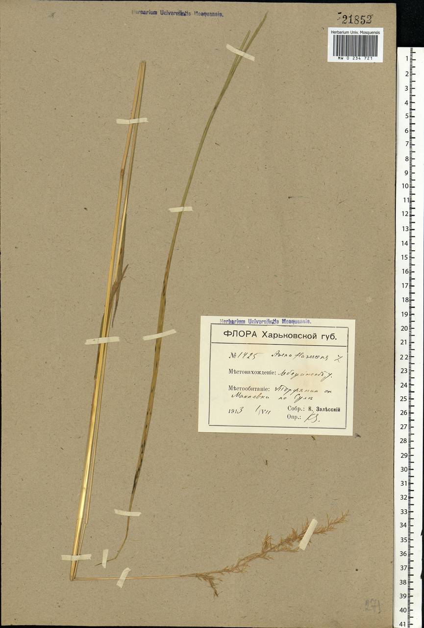 Trisetum flavescens (L.) P.Beauv., Eastern Europe, North Ukrainian region (E11) (Ukraine)