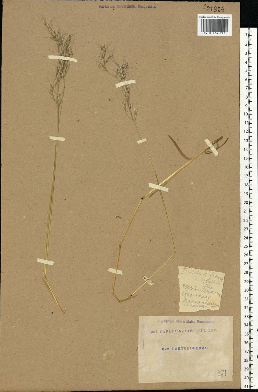 Trisetum flavescens (L.) P.Beauv., Eastern Europe, South Ukrainian region (E12) (Ukraine)