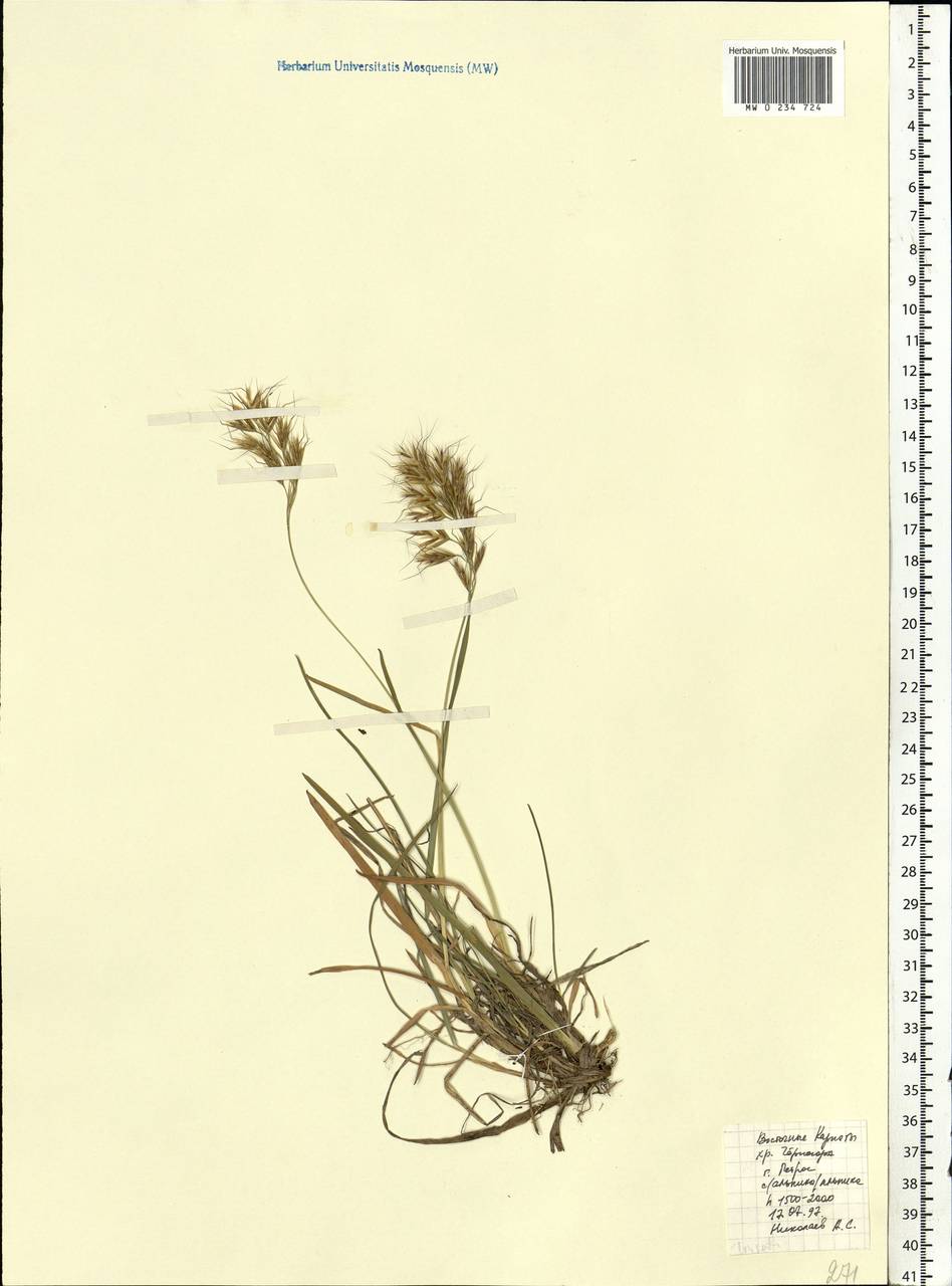 Trisetum flavescens (L.) P.Beauv., Eastern Europe, West Ukrainian region (E13) (Ukraine)