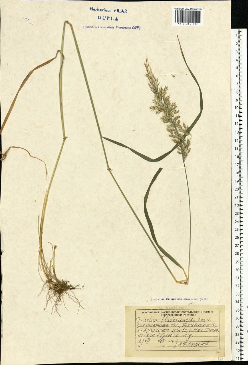 Trisetum flavescens (L.) P.Beauv., Eastern Europe, West Ukrainian region (E13) (Ukraine)