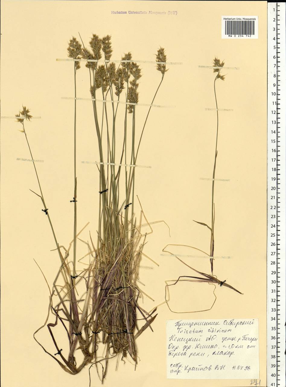 Sibirotrisetum sibiricum (Rupr.) Barberá, Eastern Europe, Northern region (E1) (Russia)