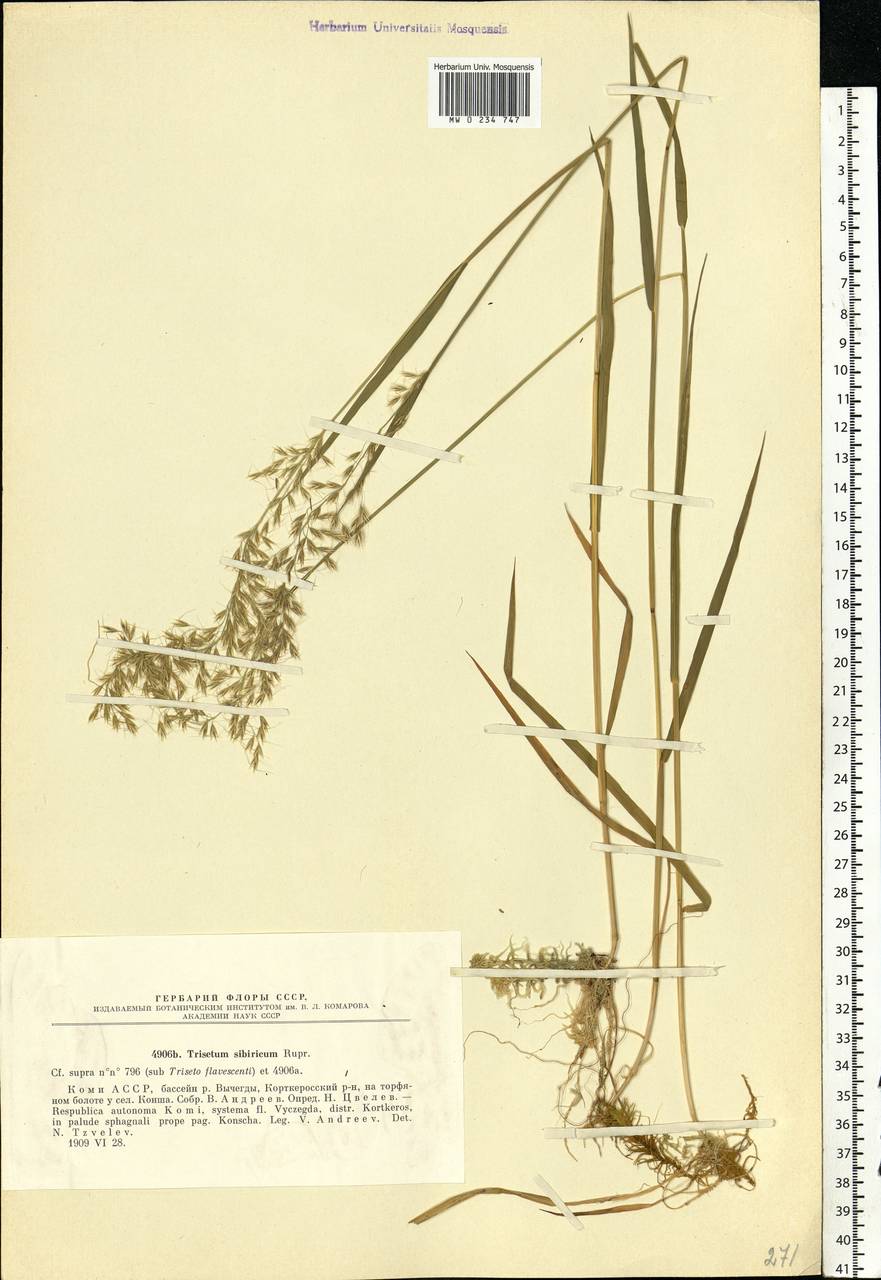 Sibirotrisetum sibiricum (Rupr.) Barberá, Eastern Europe, Northern region (E1) (Russia)