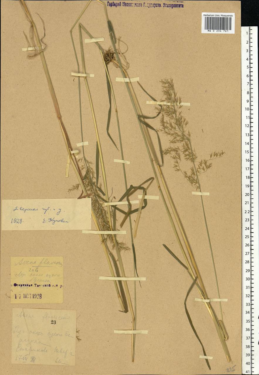 Sibirotrisetum sibiricum (Rupr.) Barberá, Eastern Europe, North-Western region (E2) (Russia)
