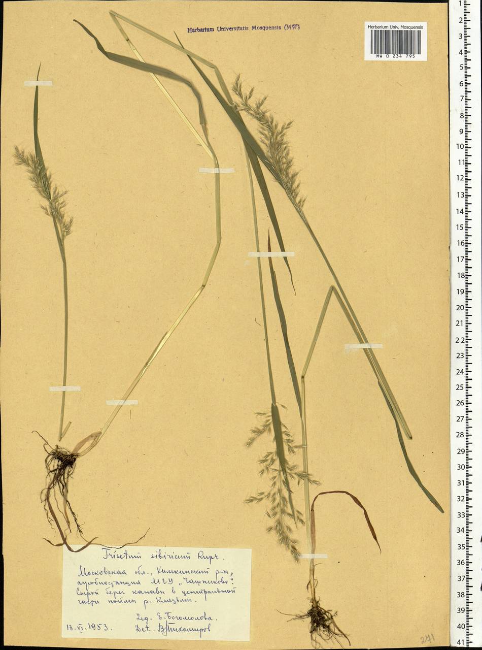 Sibirotrisetum sibiricum (Rupr.) Barberá, Eastern Europe, Moscow region (E4a) (Russia)