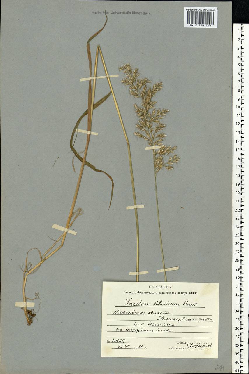 Sibirotrisetum sibiricum (Rupr.) Barberá, Eastern Europe, Moscow region (E4a) (Russia)