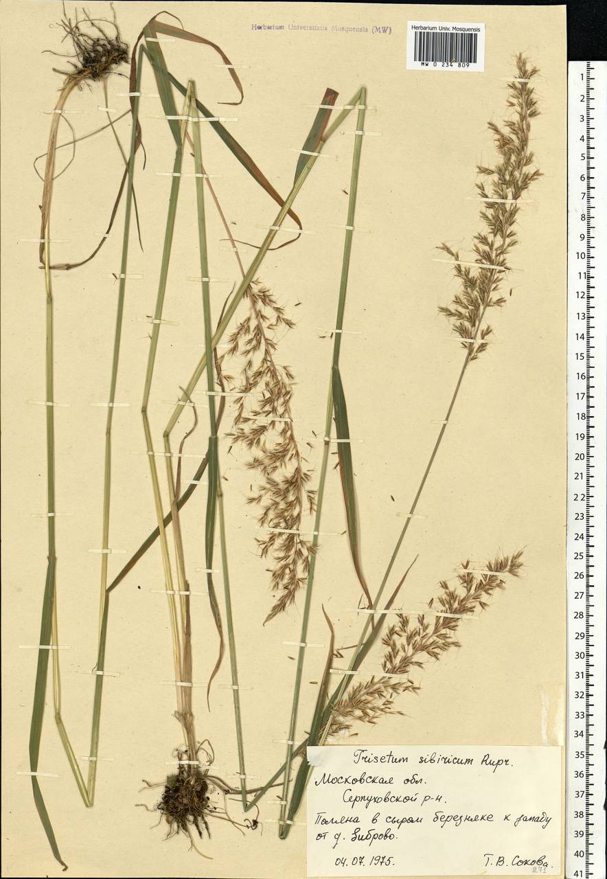 Sibirotrisetum sibiricum (Rupr.) Barberá, Eastern Europe, Moscow region (E4a) (Russia)