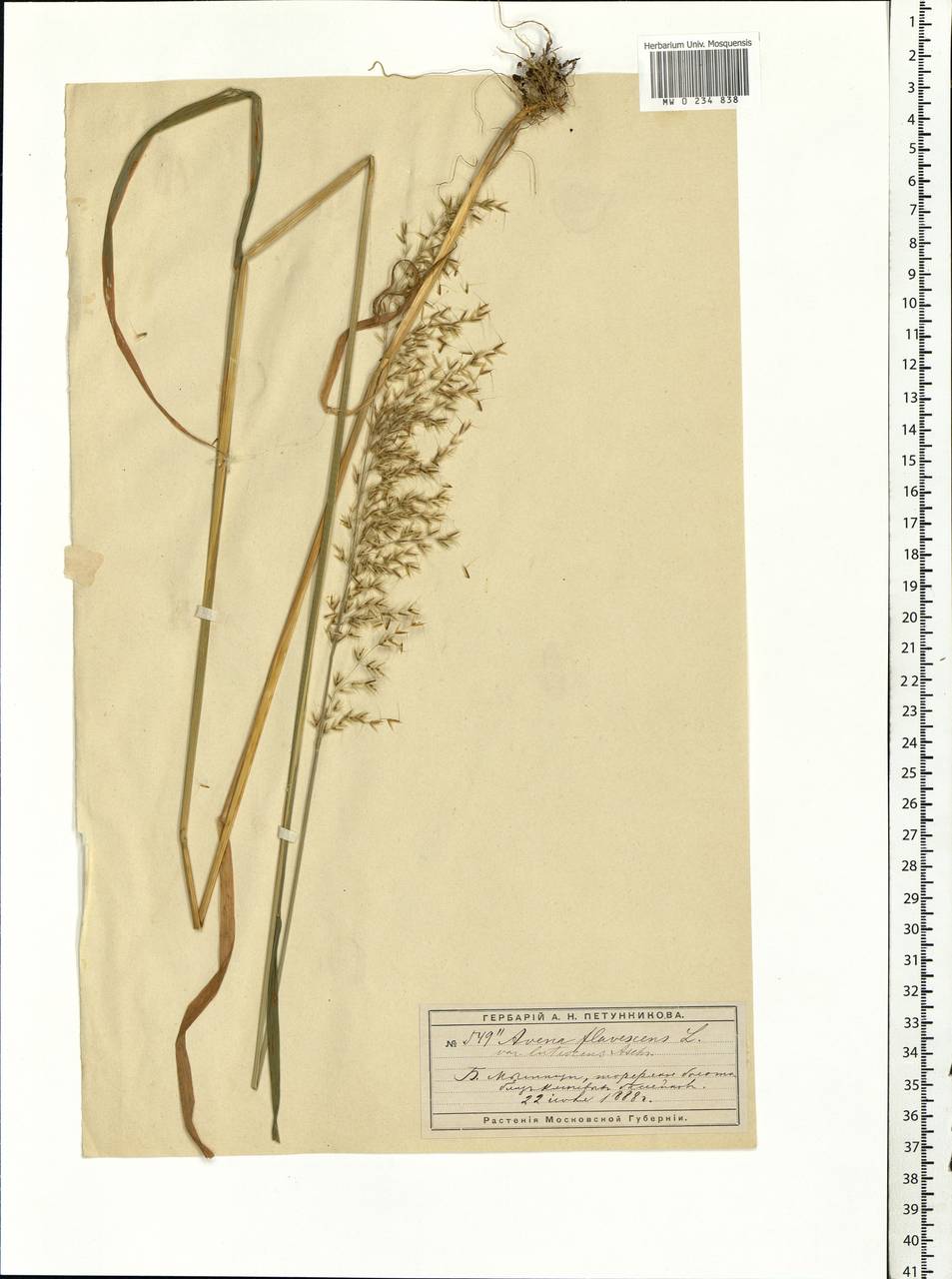 Sibirotrisetum sibiricum (Rupr.) Barberá, Eastern Europe, Moscow region (E4a) (Russia)