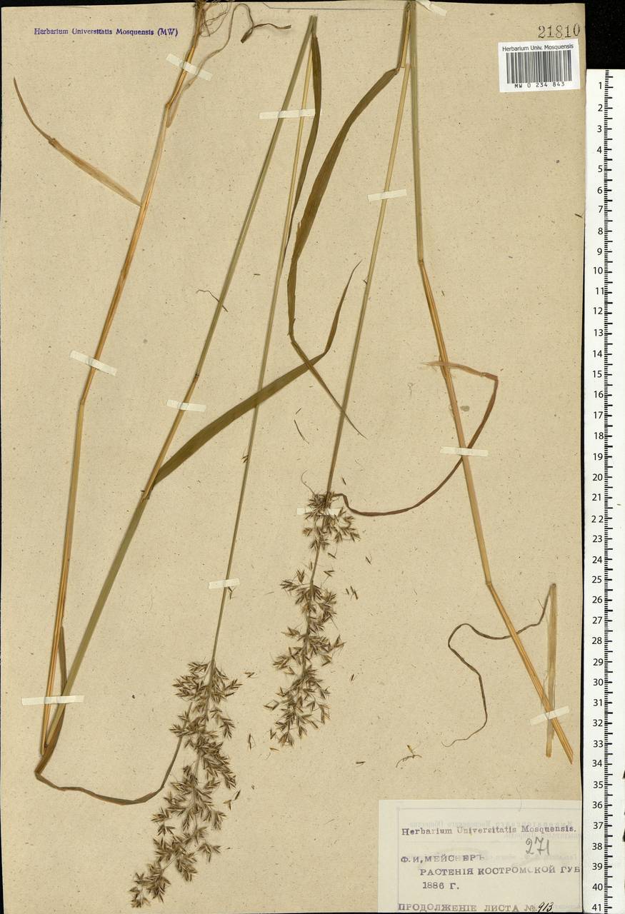 Sibirotrisetum sibiricum (Rupr.) Barberá, Eastern Europe, Central forest region (E5) (Russia)