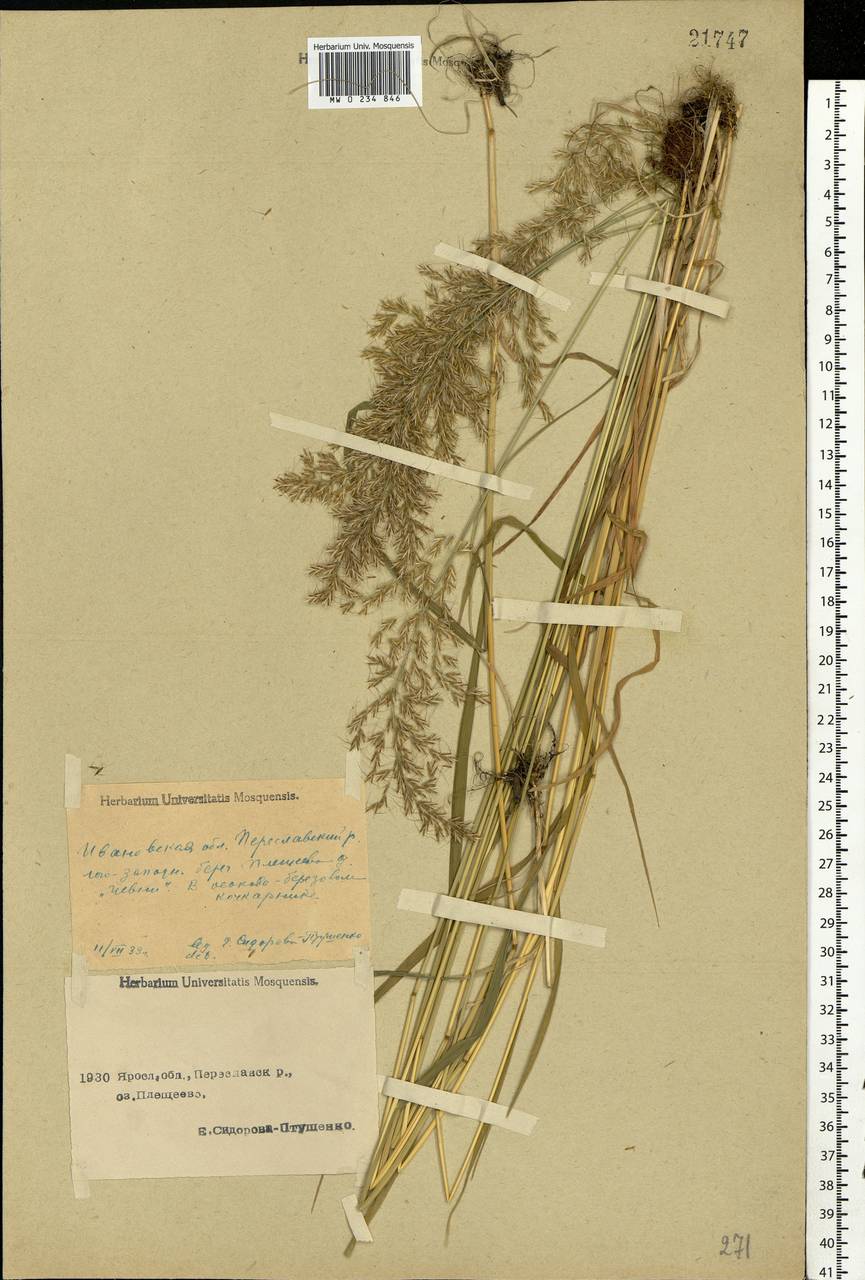 Sibirotrisetum sibiricum (Rupr.) Barberá, Eastern Europe, Central forest region (E5) (Russia)
