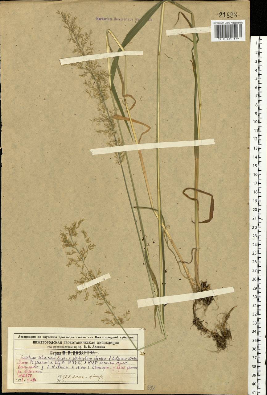 Sibirotrisetum sibiricum (Rupr.) Barberá, Eastern Europe, Volga-Kama region (E7) (Russia)