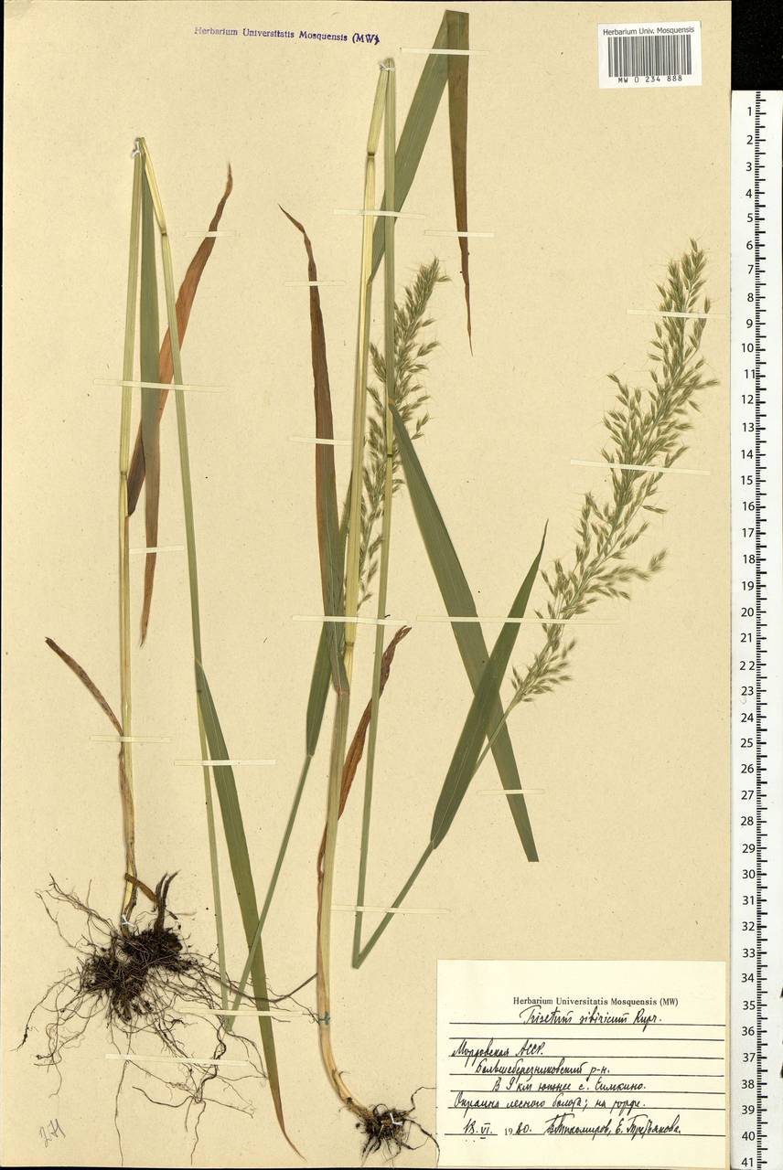 Sibirotrisetum sibiricum (Rupr.) Barberá, Eastern Europe, Middle Volga region (E8) (Russia)