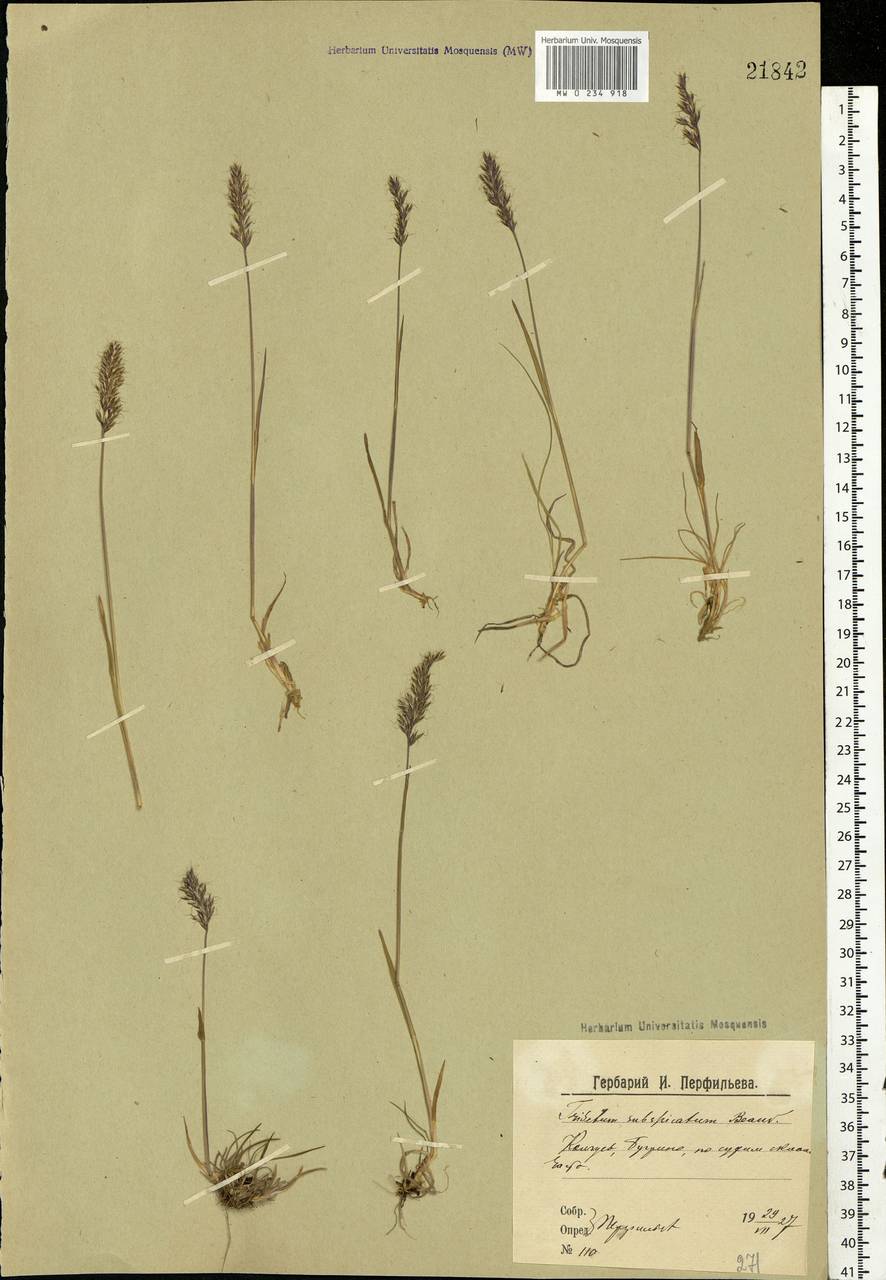 Koeleria spicata (L.) Barberá, Quintanar, Soreng & P.M.Peterson, Eastern Europe, Northern region (E1) (Russia)