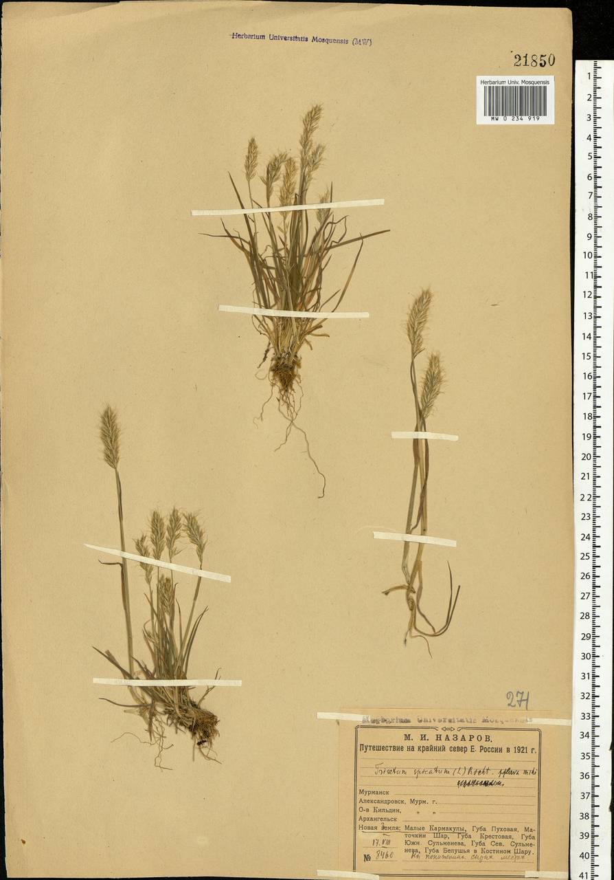Koeleria spicata (L.) Barberá, Quintanar, Soreng & P.M.Peterson, Eastern Europe, Northern region (E1) (Russia)