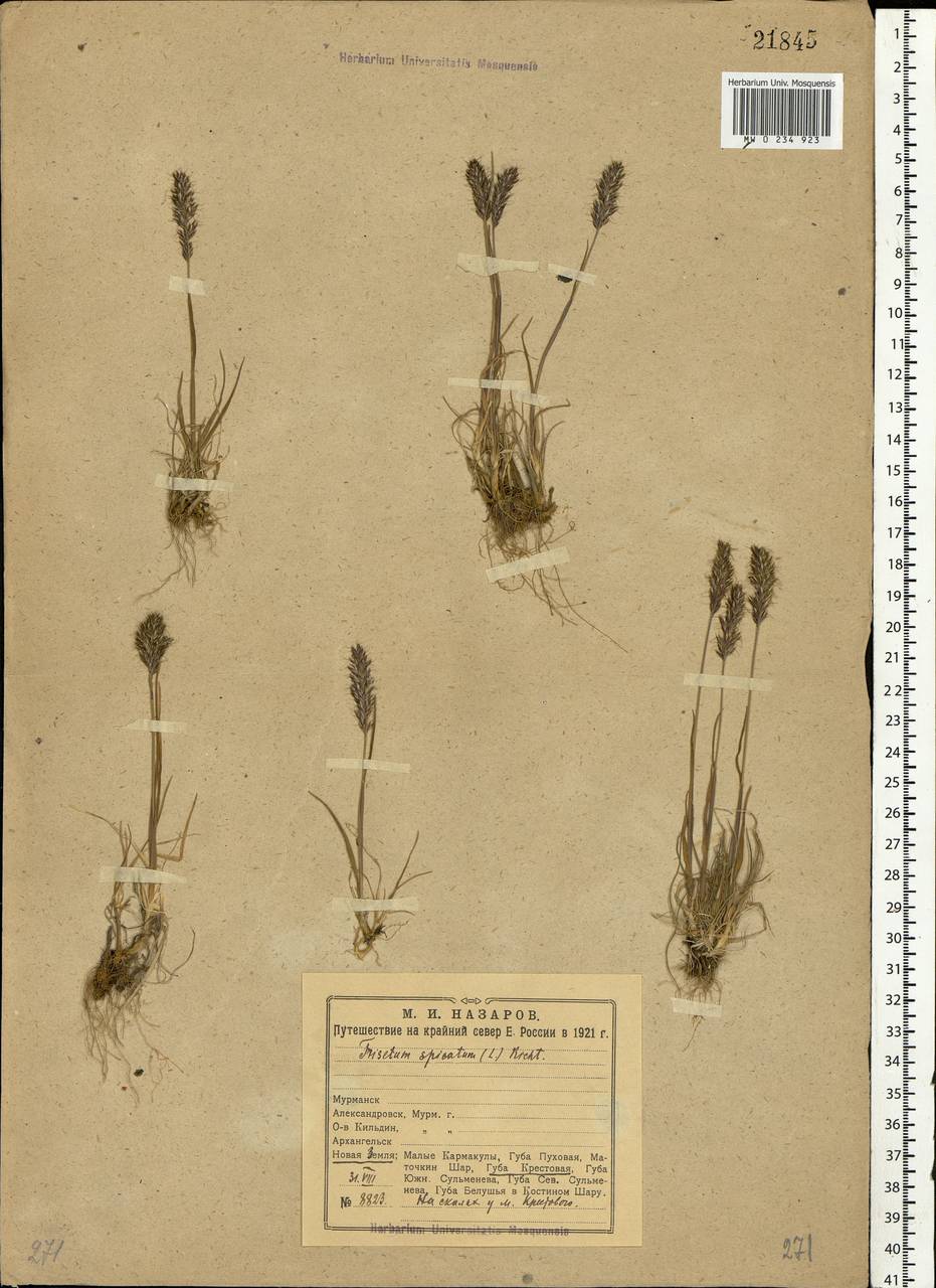 Koeleria spicata (L.) Barberá, Quintanar, Soreng & P.M.Peterson, Eastern Europe, Northern region (E1) (Russia)