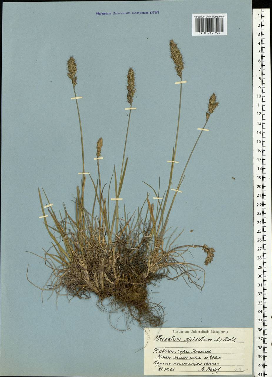 Koeleria spicata (L.) Barberá, Quintanar, Soreng & P.M.Peterson, Eastern Europe, Northern region (E1) (Russia)