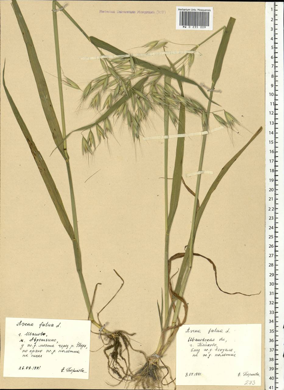 Avena fatua L., Eastern Europe, Central forest region (E5) (Russia)