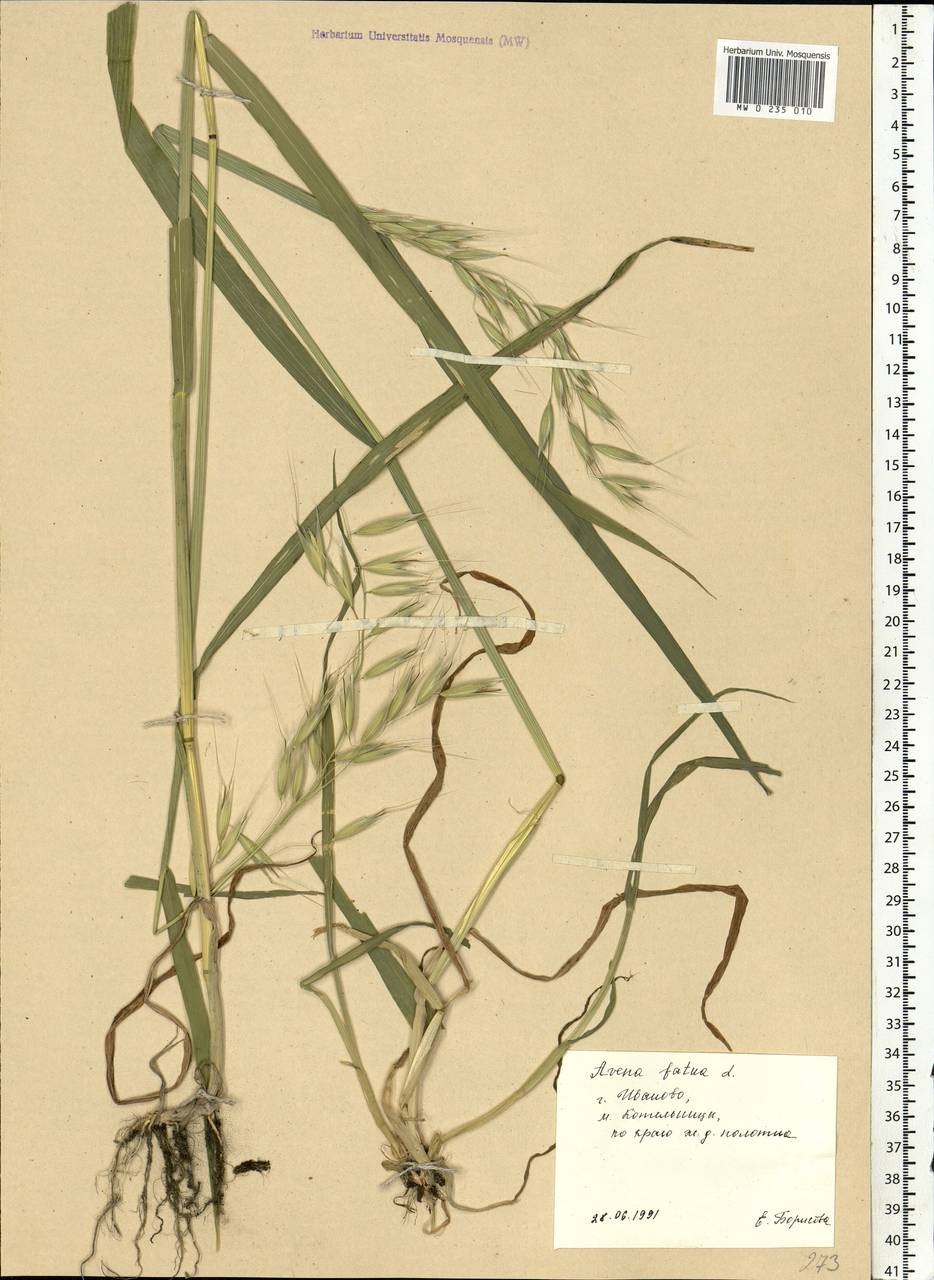 Avena fatua L., Eastern Europe, Central forest region (E5) (Russia)