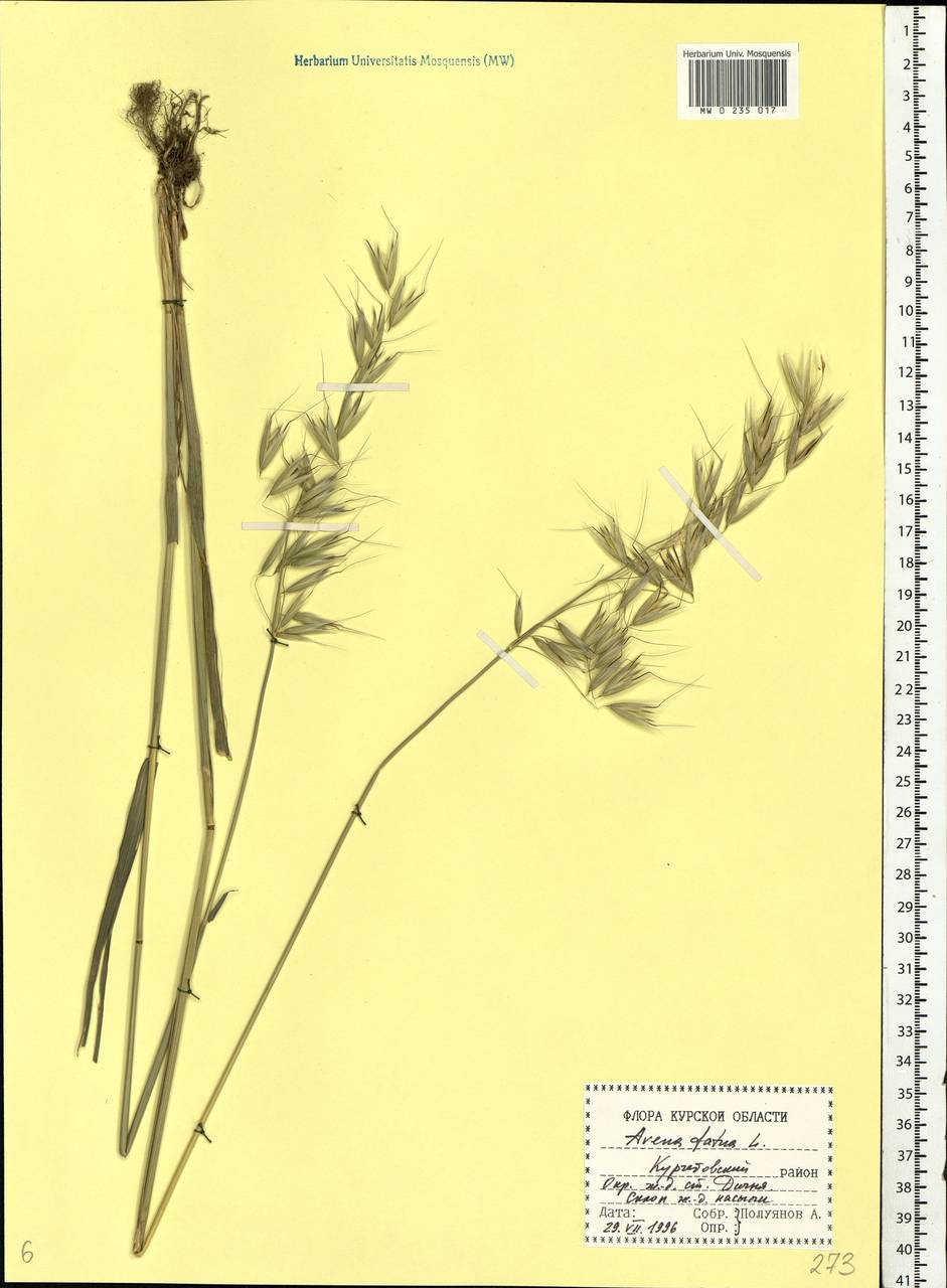 Avena fatua L., Eastern Europe, Central forest-and-steppe region (E6) (Russia)