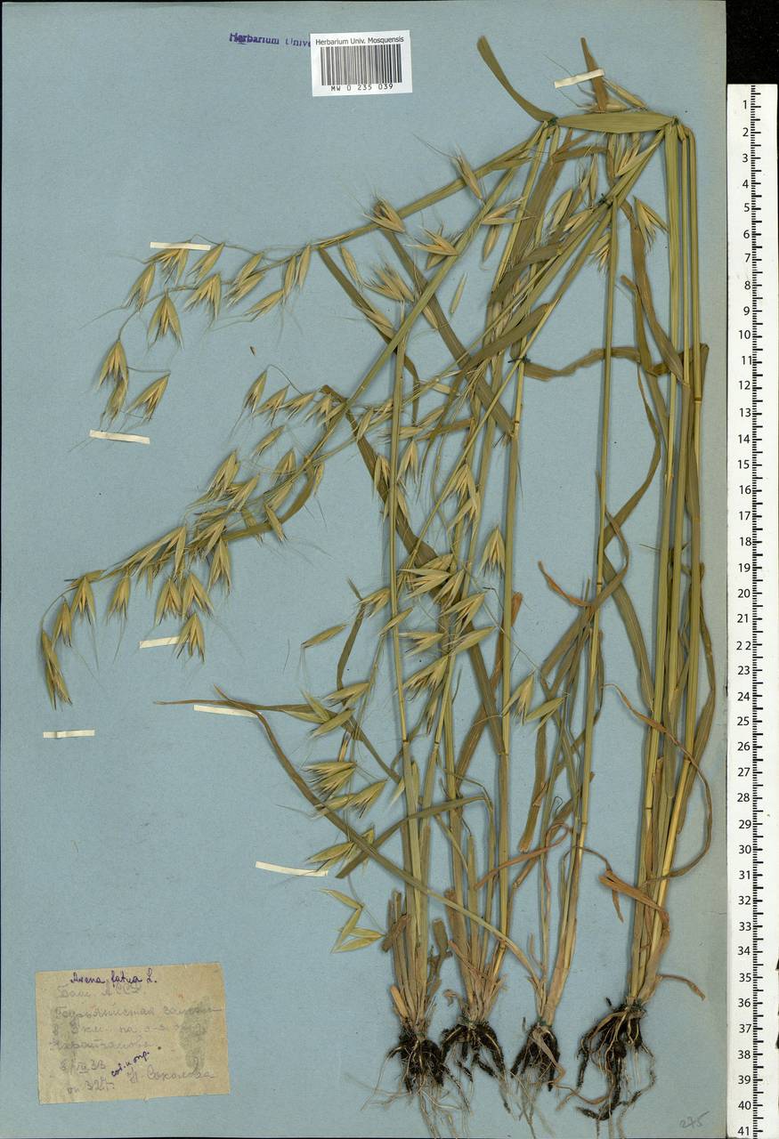 Avena fatua L., Eastern Europe, Eastern region (E10) (Russia)