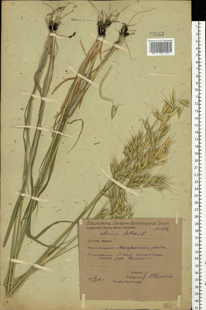 Avena fatua L., Eastern Europe, Eastern region (E10) (Russia)