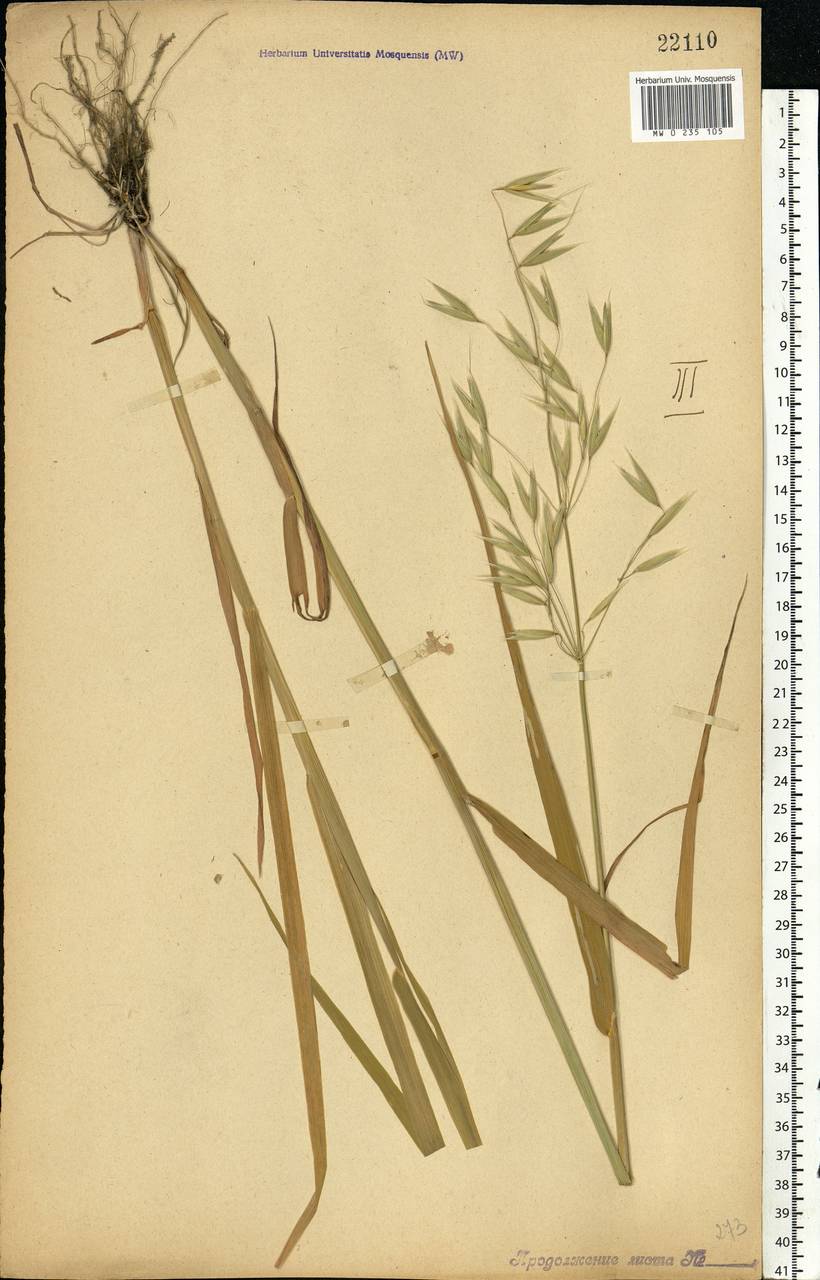 Avena sativa L., Eastern Europe, Central forest-and-steppe region (E6) (Russia)
