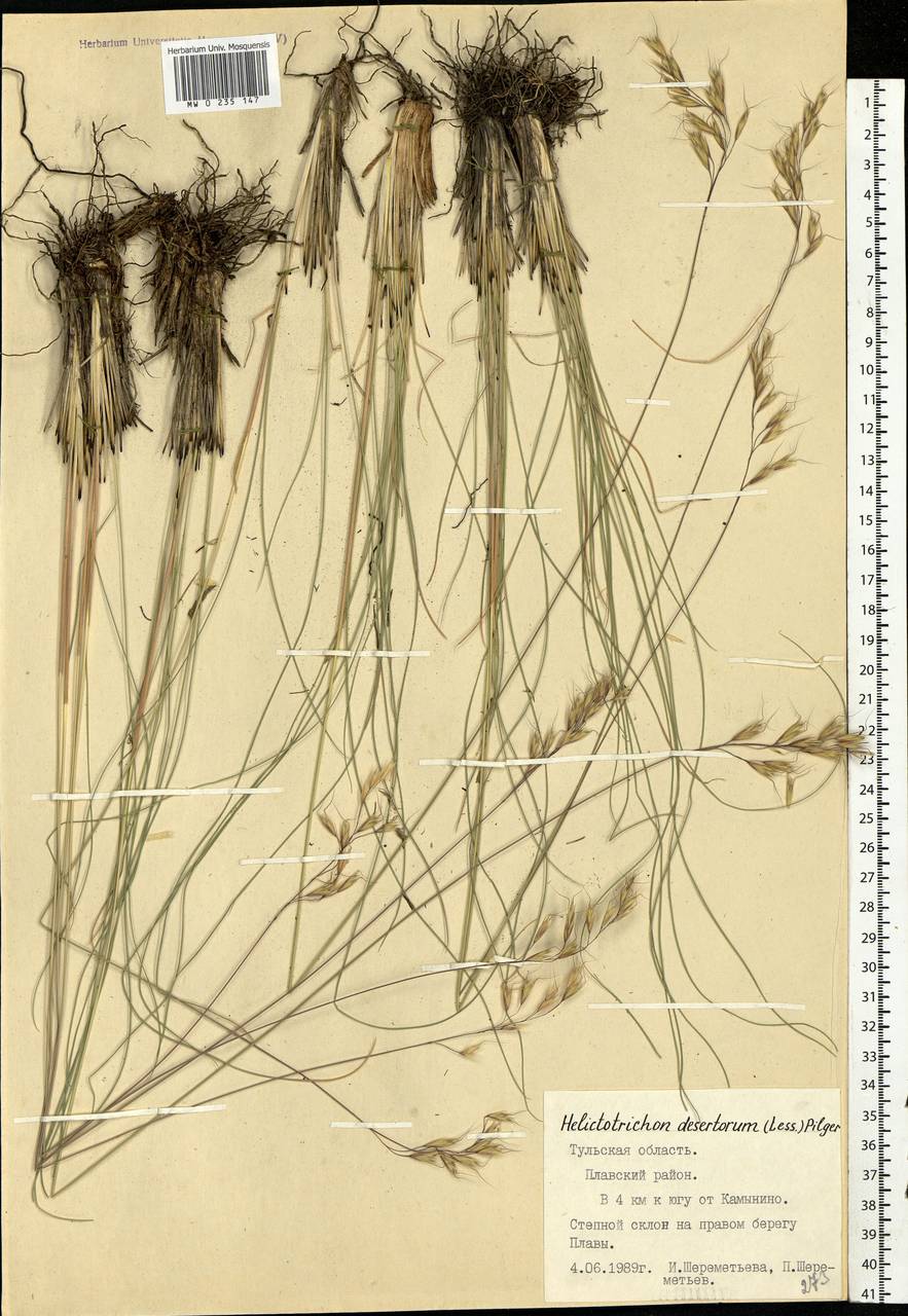 Helictotrichon desertorum (Less.) Pilg., Eastern Europe, Central region (E4) (Russia)