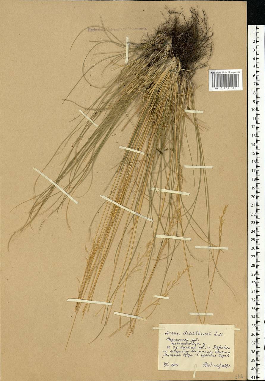 Helictotrichon desertorum (Less.) Pilg., Eastern Europe, Central forest-and-steppe region (E6) (Russia)