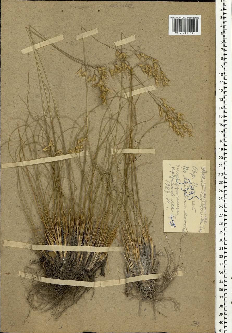 Helictotrichon desertorum (Less.) Pilg., Eastern Europe, Central forest-and-steppe region (E6) (Russia)