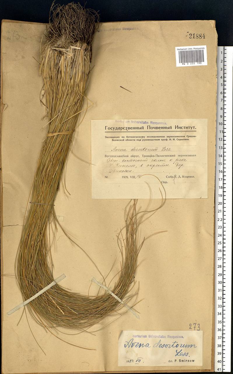 Helictotrichon desertorum (Less.) Pilg., Eastern Europe, Eastern region (E10) (Russia)