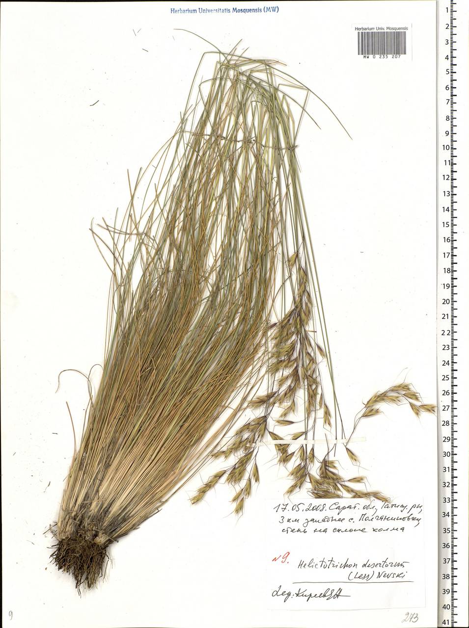 Helictotrichon desertorum (Less.) Pilg., Eastern Europe, Lower Volga region (E9) (Russia)