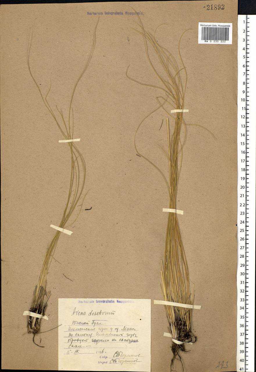 Helictotrichon desertorum (Less.) Pilg., Eastern Europe, Eastern region (E10) (Russia)