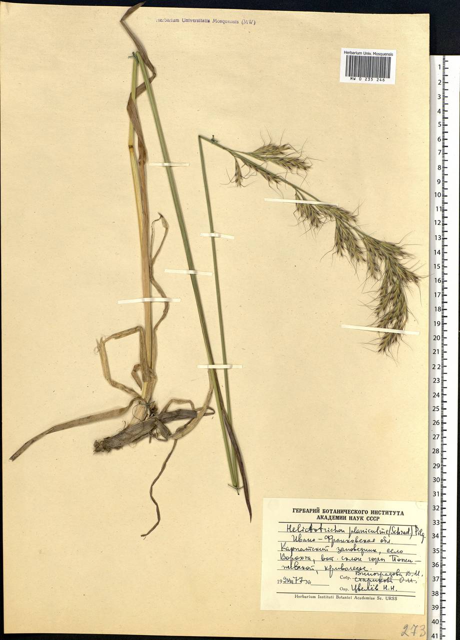 Helictochloa planiculmis (Schrad.) Romero Zarco, Eastern Europe, West Ukrainian region (E13) (Ukraine)