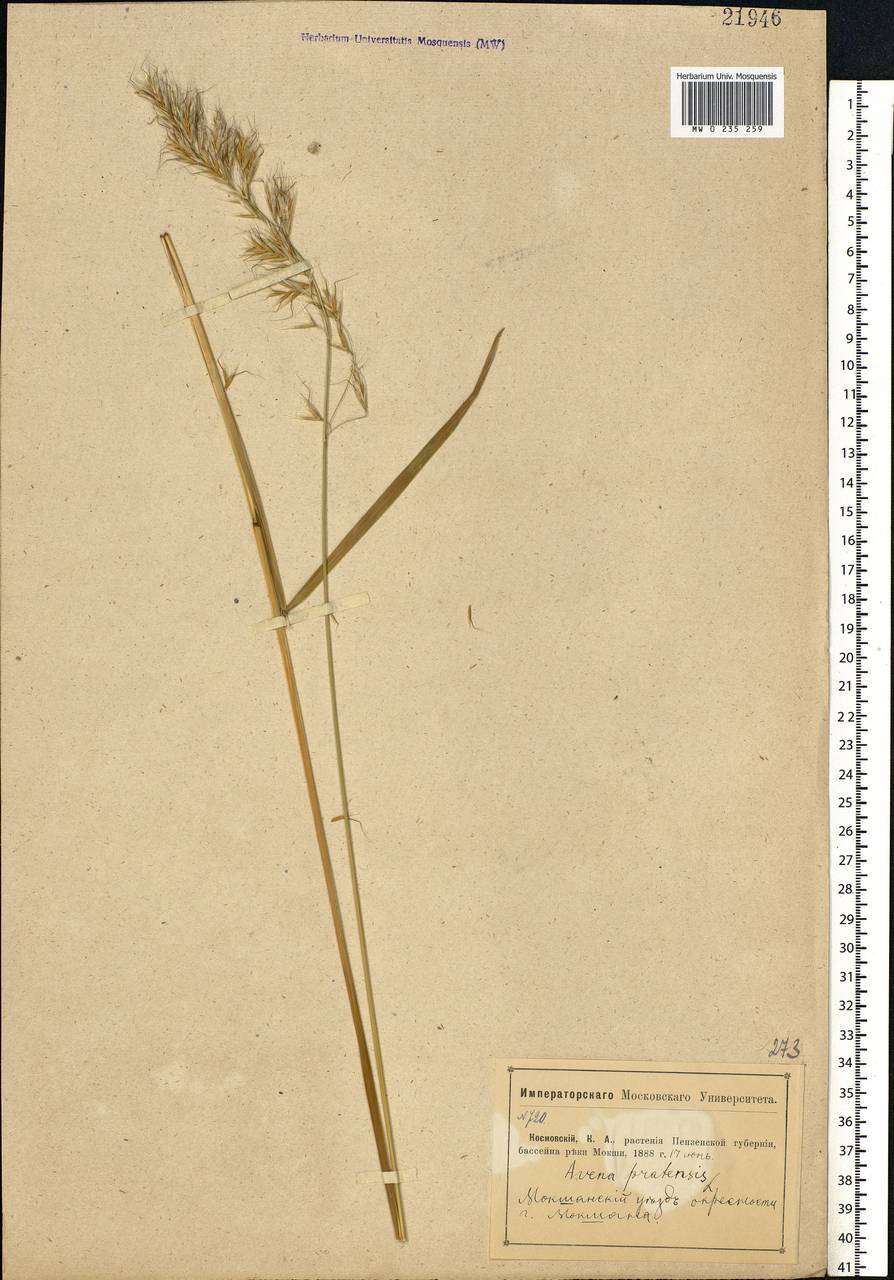 Helictochloa pratensis (L.) Romero Zarco, Eastern Europe, Middle Volga region (E8) (Russia)