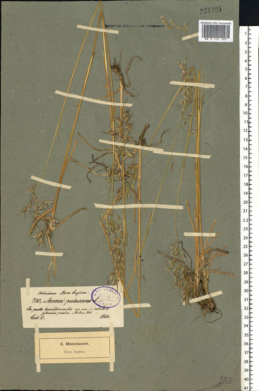 Avenula pubescens (Huds.) Dumort., Eastern Europe, North-Western region (E2) (Russia)