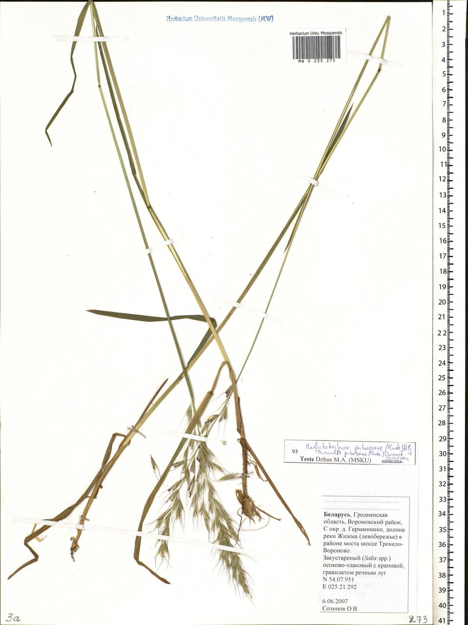 Avenula pubescens (Huds.) Dumort., Eastern Europe, Belarus (E3a) (Belarus)