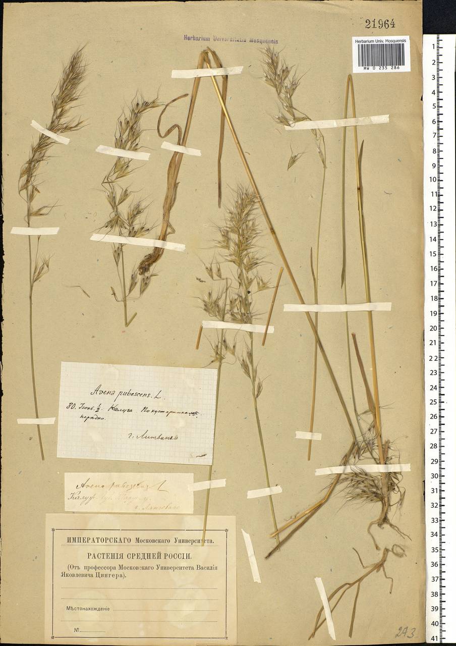 Avenula pubescens (Huds.) Dumort., Eastern Europe, Central region (E4) (Russia)