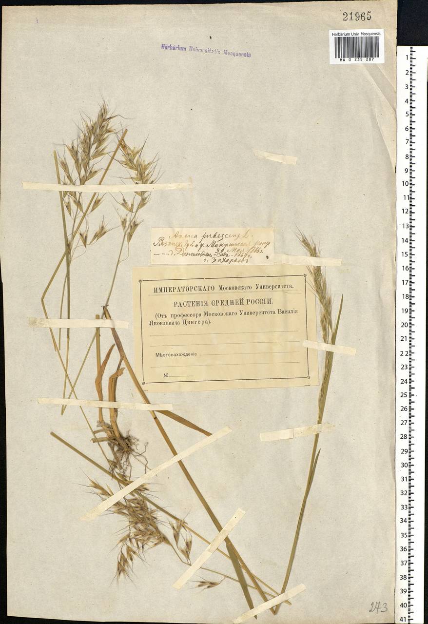 Avenula pubescens (Huds.) Dumort., Eastern Europe, Central region (E4) (Russia)