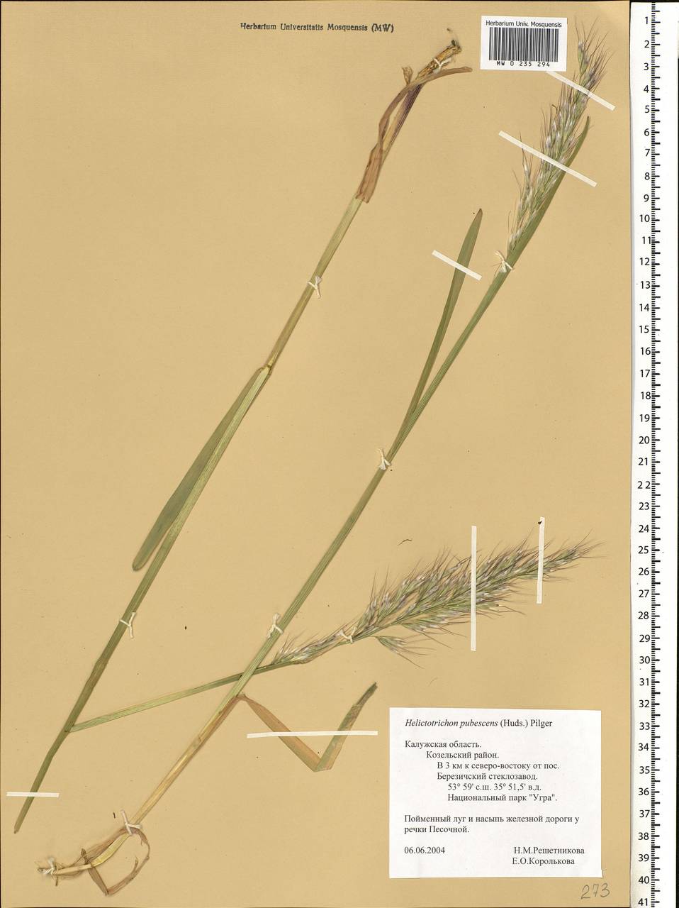 Avenula pubescens (Huds.) Dumort., Eastern Europe, Central region (E4) (Russia)