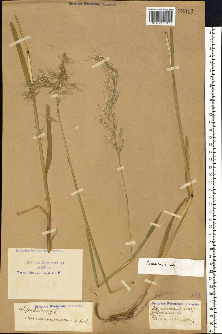 Avenula pubescens (Huds.) Dumort., Eastern Europe, Central region (E4) (Russia)