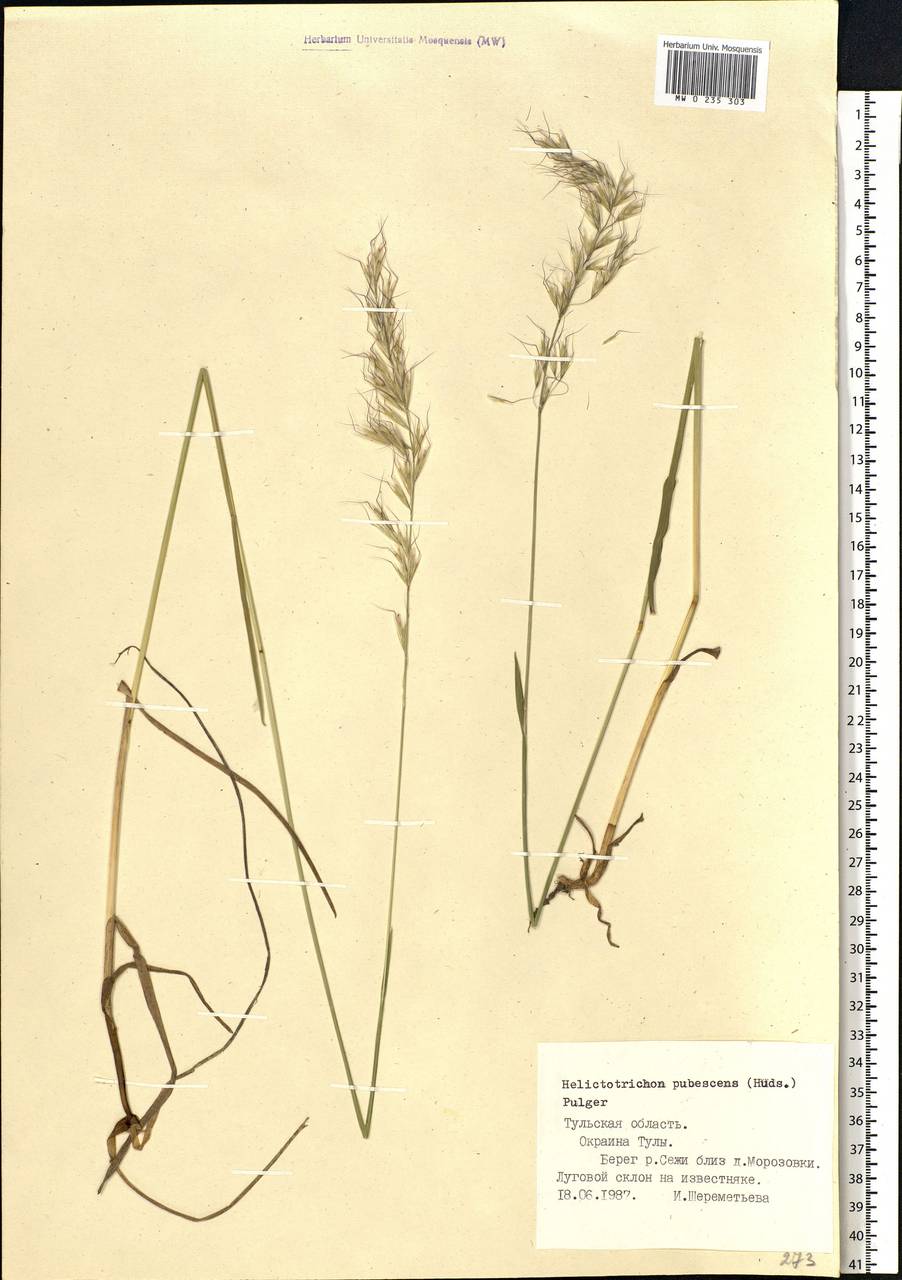 Avenula pubescens (Huds.) Dumort., Eastern Europe, Central region (E4) (Russia)